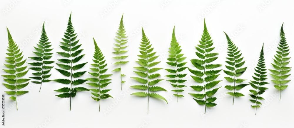 A row of bright green fern leaves is neatly arranged against a clean white background. Each leaf stands out with its delicate texture and vibrant color, creating a simple yet striking composition.