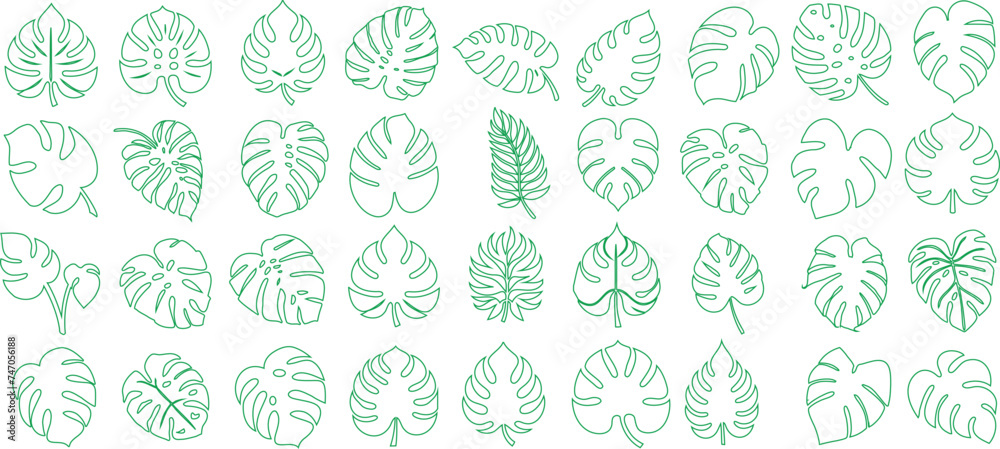 Tropical green monstera palm leaf line art pattern. Outlined nature design element on white background. Fresh aesthetic monstera leaf for design projects Tropical green monstera palm leaf line art pattern. Outlined nature design element on white background. Fresh aesthetic monstera leaf for design projects
