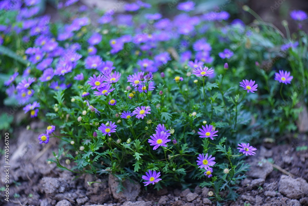 Obraz premium Chrysanthemums in the soil