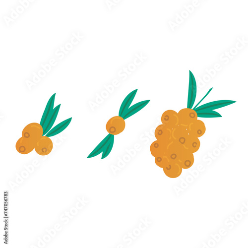 Set of 3 colorful Sea Buckthorn icons, simple vector cartoon style illustration elements for product or web design.