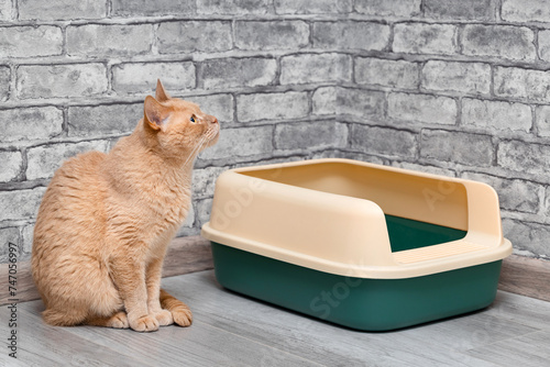 red cat sits near the cat litter box. photo