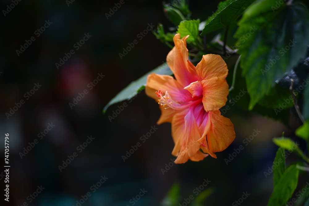 Fototapeta premium hibiscus flower 