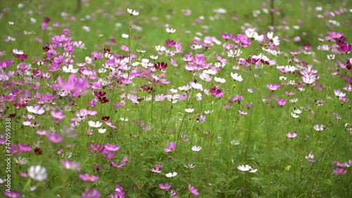 Close-up of Cosmos bipinnatus flower field, beautiful natural and relaxing pink and white tones. photo