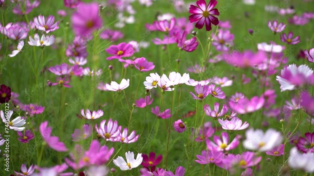 Close-up of Cosmos bipinnatus flower field, beautiful natural and relaxing pink and white tones. Close-up of Cosmos bipinnatus flower field, beautiful natural and relaxing pink and white tones.