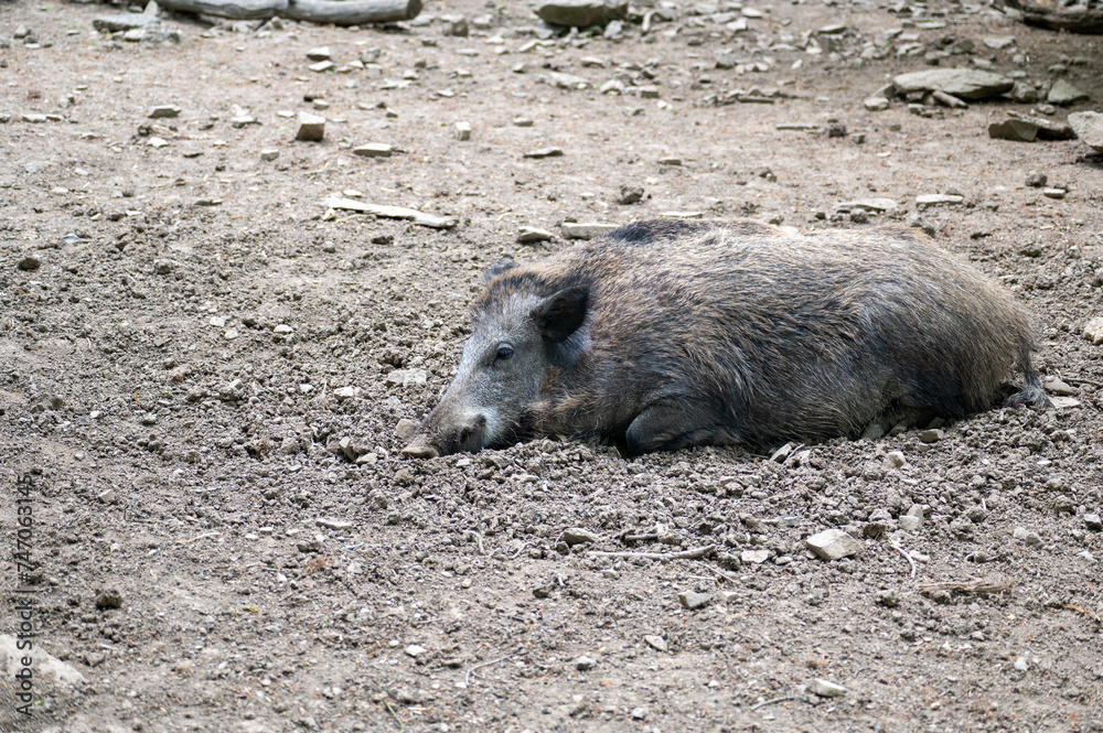 A wild boar lies in the sun A wild boar lies in the sun