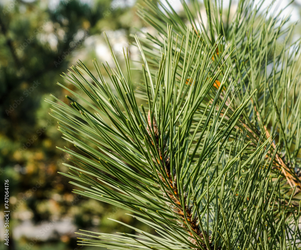 spruce branch with long green needles close up spruce branch with long green needles close up