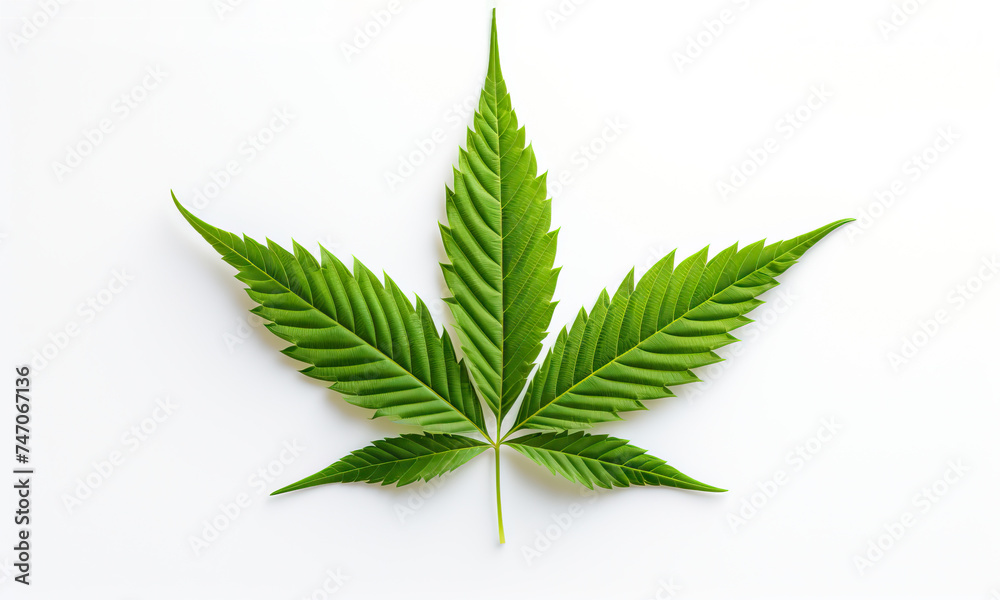 Green cannabis leaf on white background, natural herbal medicine, copy space Green cannabis leaf on white background, natural herbal medicine, copy space