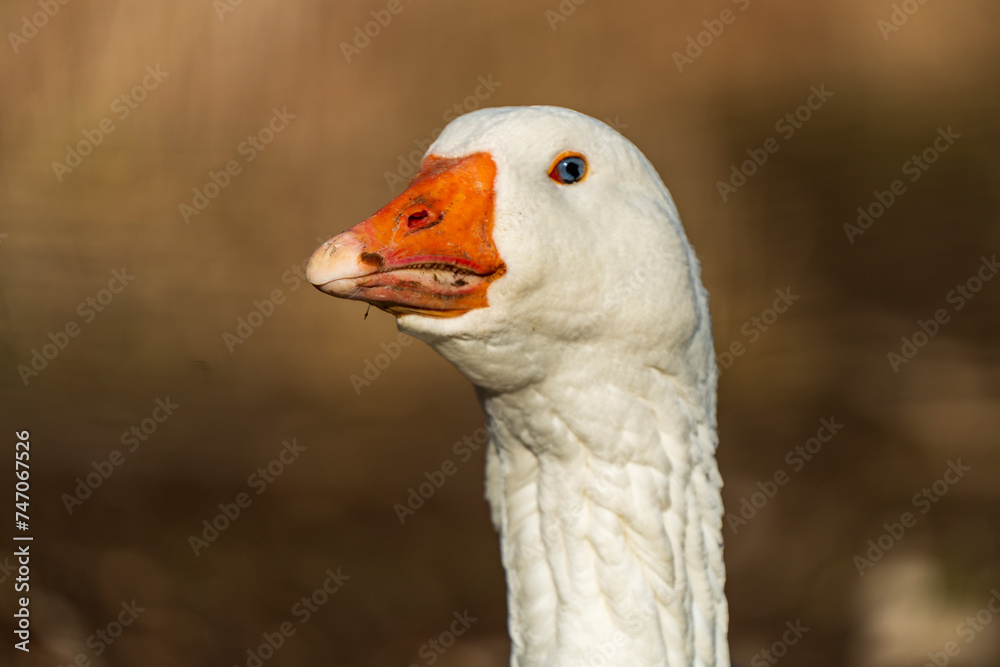 Goose Head with orange beak 