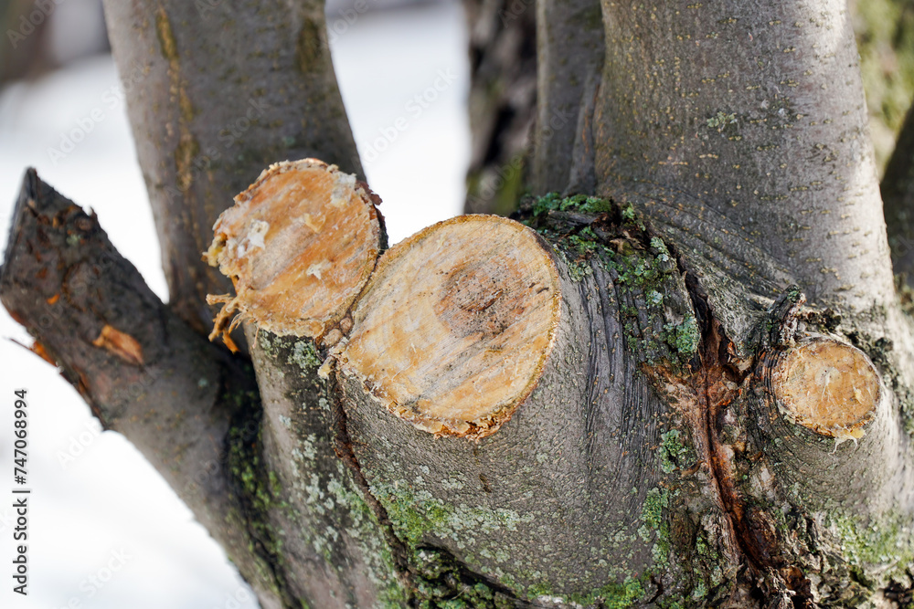 Fototapeta premium A sawn branch on a garden tree. Removal of the diseased branch