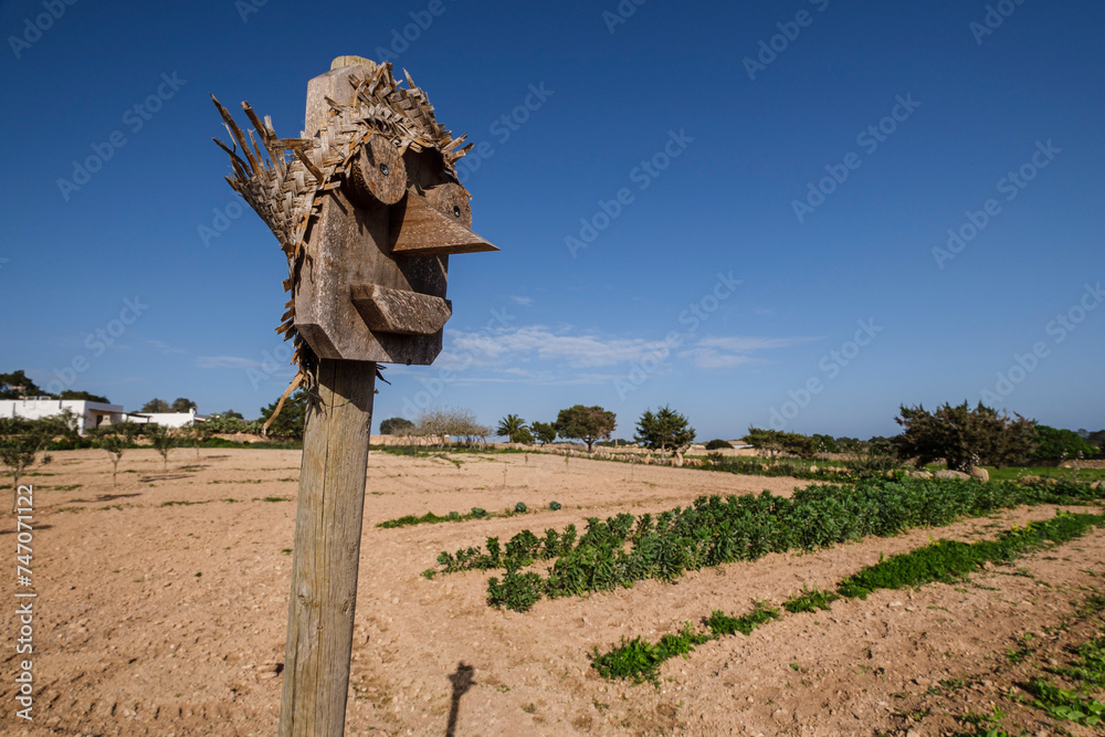 Foto vegetable patch, Formentera, Pitiusas Islands, Balearic Community, Spain