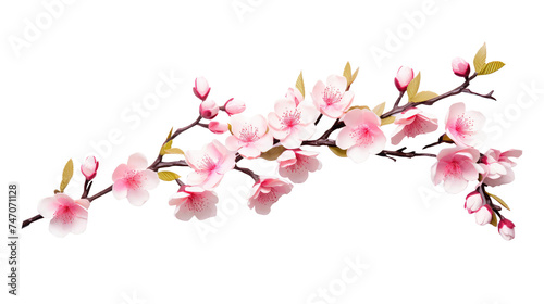 Beautiful sakura flowers isolated on white #747071128