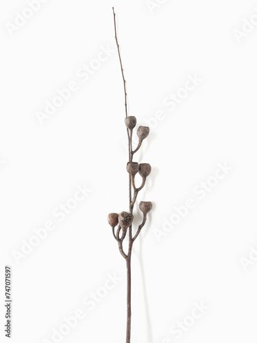 Dried seed of eucalyptus on twig on light gray background  photo