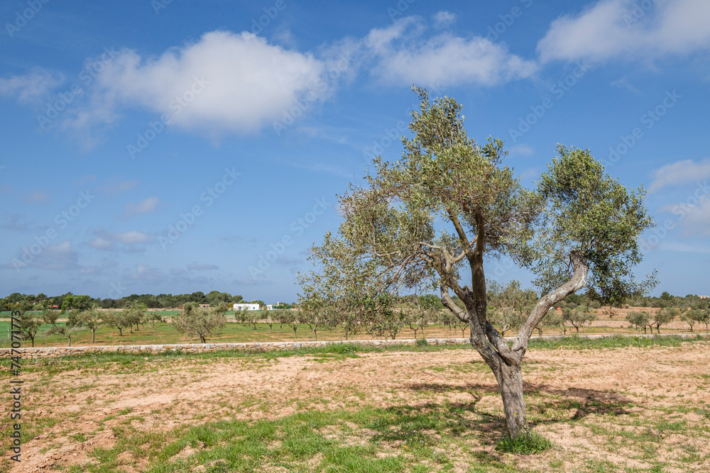 olive field, Formentera, Cap de Barberia, Pitiusas Islands, Balearic Community, Spain olive field, Formentera, Cap de Barberia, Pitiusas Islands, Balearic Community, Spain