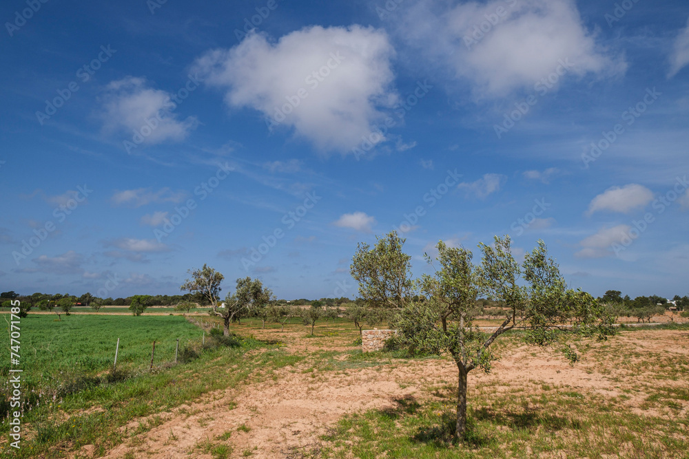 olive field, Formentera, Cap de Barberia, Pitiusas Islands, Balearic Community, Spain