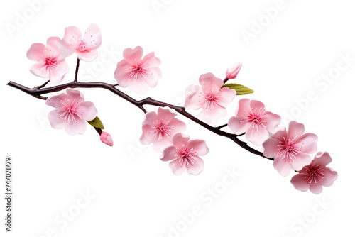 Beautiful sakura flowers isolated on white © Tidarat