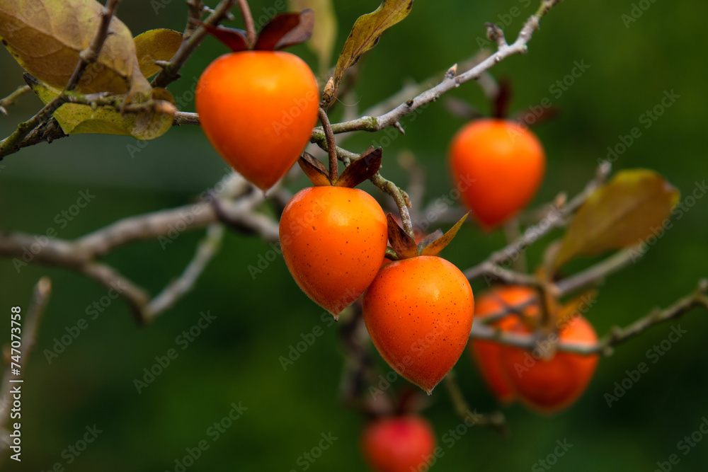 Close-up of the persimmons on the branch