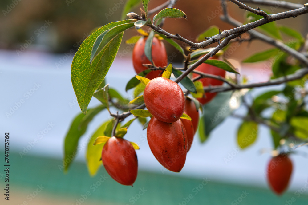 Close-up of the persimmons on the branch