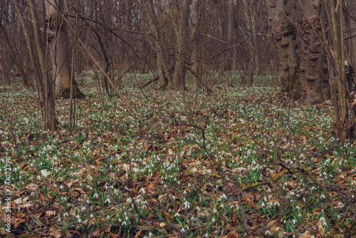 white snowdrop flowers in the forest