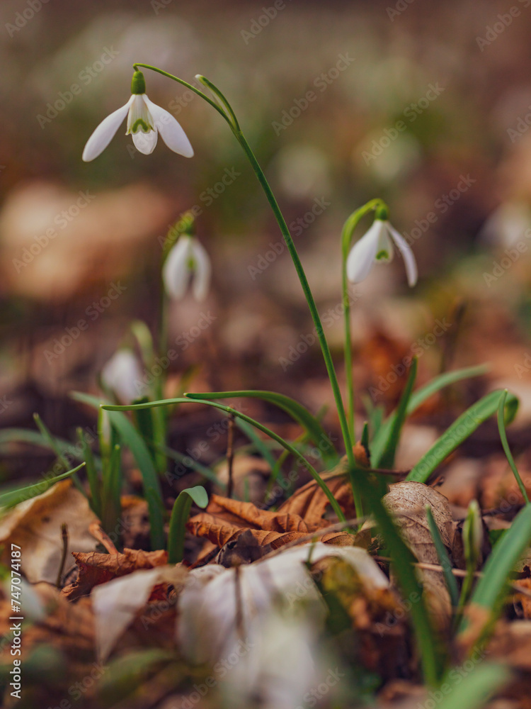 white snowdrop flowers in the forest white snowdrop flowers in the forest