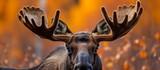 Unexpected Guests: A Curious Moose with Ants on its Head in the Forest