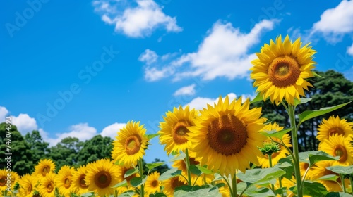Vibrant sunflower field with golden blooms stretching to the horizon under the sun s path