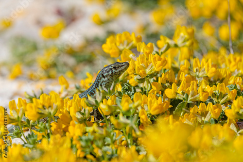 Podarcis hispanicus, Sargantana, Cap Barbaria, Formentera, Pitiusas Islands, Balearic Community, Spain photo