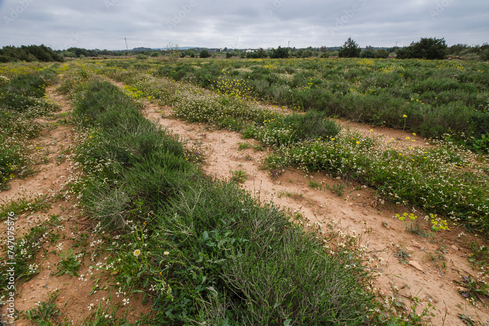 Frigola field, Formentera, Pitiusas Islands, Balearic Community, Spain