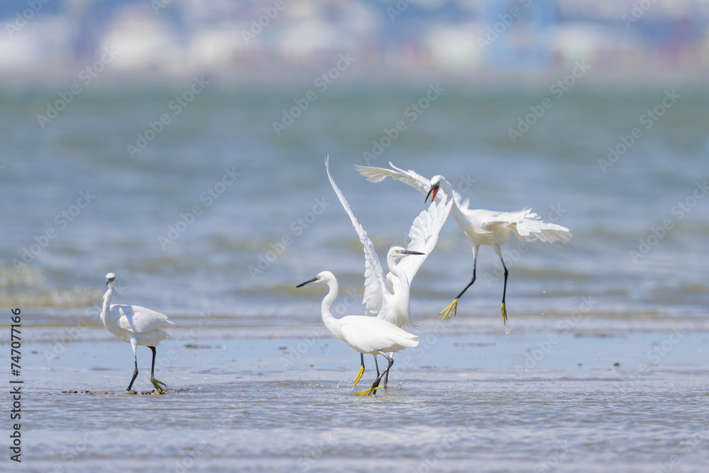 Two Little Egrets fighting on the beach Two Little Egrets fighting on the beach