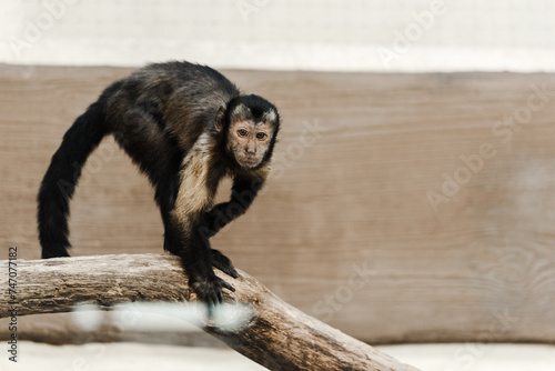 selective focus chimpanzee zoo