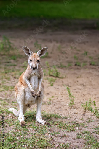 kangaroo in a clearing 