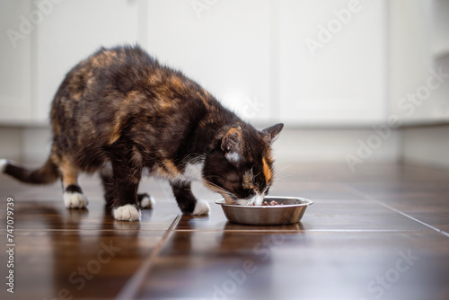 Cute hungry tabby cat eating from metal bowl at home in kitchen. Domestic life with pet.. photo