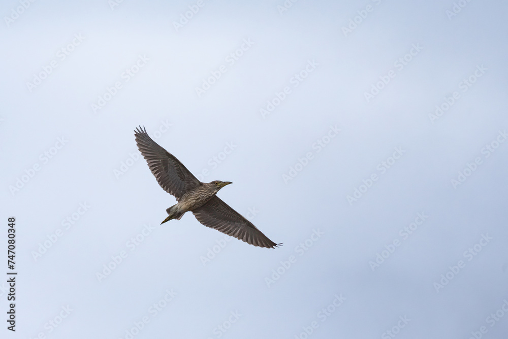 Obraz premium A juvenile black crowned night heron in flight