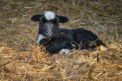  A young Romanov bread lamb lays on the hay and looks toward the camera lens on a sunny spring day.