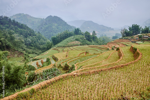 village rice fields in mountains in sapa, vietnam