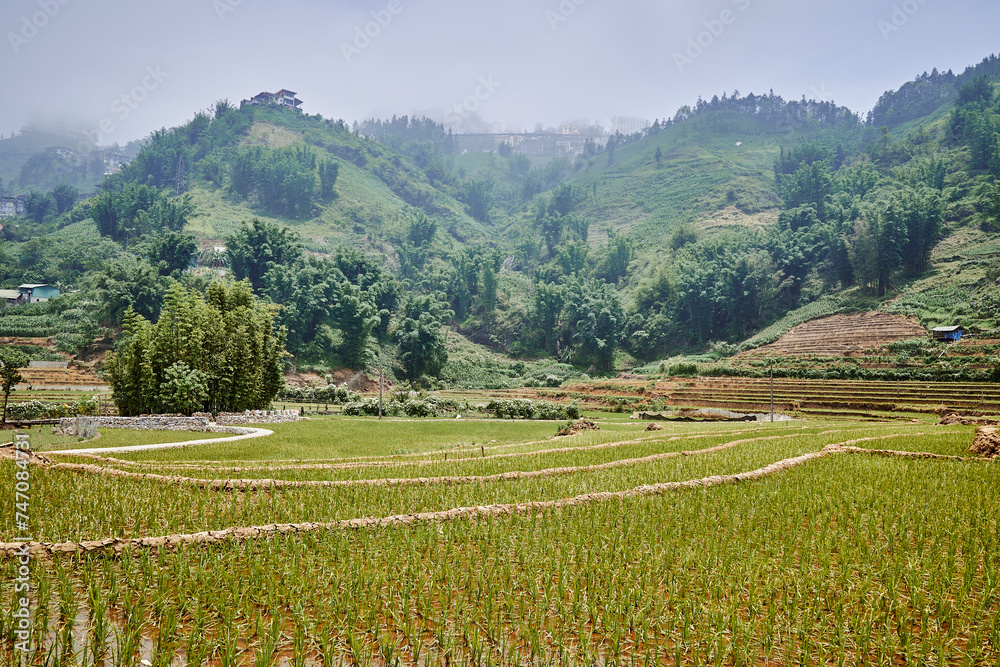 village rice fields terrace in mountains in sapa, vietnam