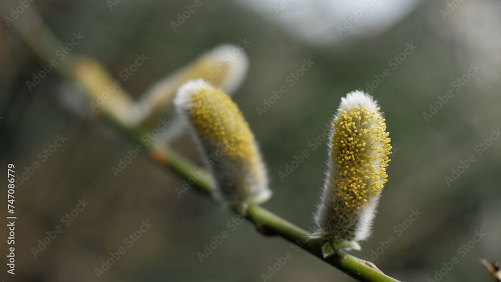 Fluffy willow buds on a branch close-up. Sunny day. Spring Fluffy willow buds on a branch close-up. Sunny day. Spring
