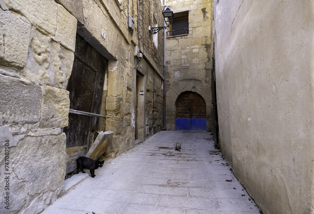 Obraz premium Abandoned and sad cat