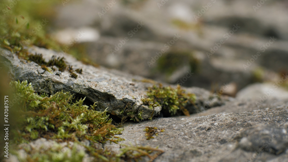 Green moss on stones close-up. Old stones. Rock Green moss on stones close-up. Old stones. Rock