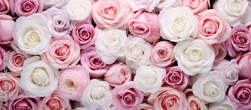 A vibrant display of numerous pink and white roses creating a stunning floral arrangement. The roses are fresh  beautiful  and visually striking against a green background.