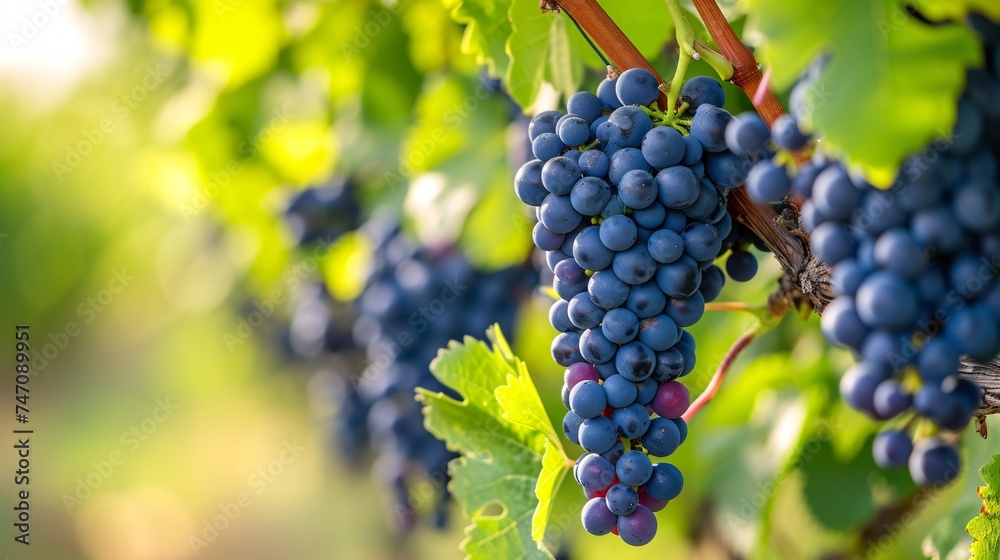 Experience a sampling of Merlot or Cabernet Sauvignon from premier vineyards in the Pomerol Saint-Emilion wine region of France.