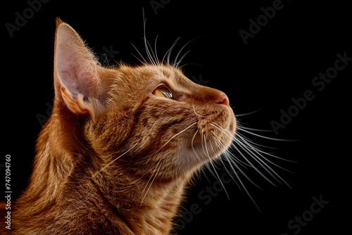 Portrait of a beautiful orange tabby cat isolated on a black background. Close up. Copy space.