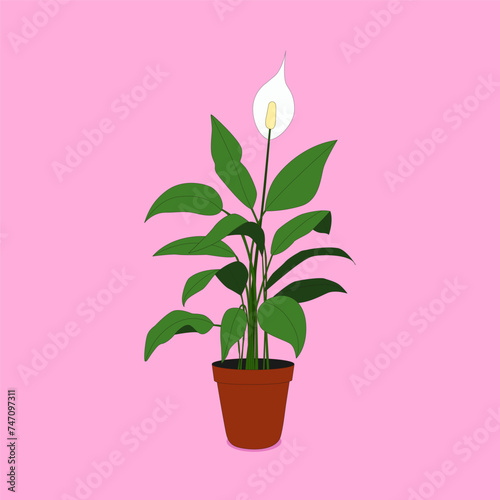 Color illustration of Spathiphyllum flowering plant