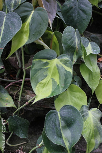 Green tropical leaves growing in the jungle.