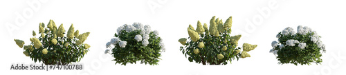 Fotografía Hydrangea arborescens annabelle and paniculata phantom bush shrub isolated png o