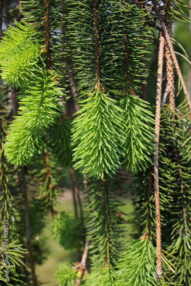 Fototapeta premium close up of pine needles