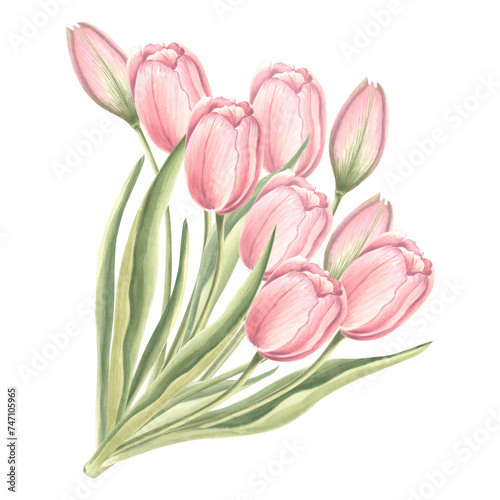 Fototapeta Naklejka Na Ścianę i Meble -  Bouquet of tulips flowers with leaves. Isolated hand drawn watercolor illustration garden spring flower. Floral drawing template for card of Mothers day, 8 March, Easter, wedding, textile, embroidery.
