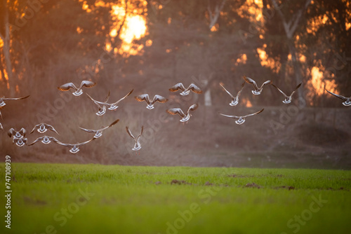 Flock of Greylag goose Landing in Wheat fields in Sunset 