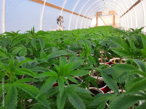 Φωτογραφία cannabis cuttings small plants clones