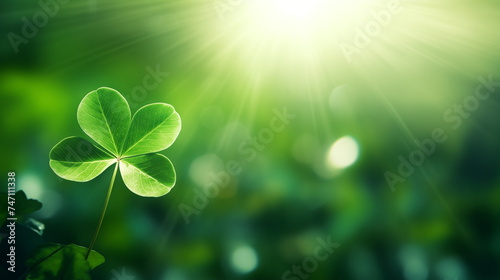 Green lucky shamrock with four leaves on blurred sunlight background. Copy space, St. patrick's day concept. 
