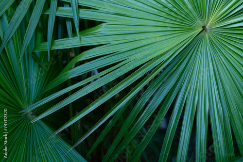 tropical palm leaf and shadow  abstract natural green background  dark tone textures.